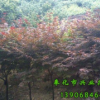 供應桂花、紅楓、櫻花、無患子