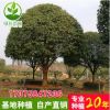 湖南基地批發 25-30 精品八月桂樹 丹桂樹