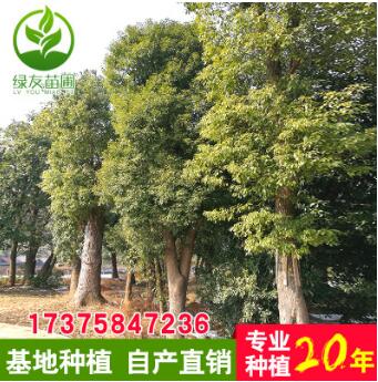 直銷行道樹香樟苗 市政樹 園林綠化苗木風(fēng)景樹庭蔭樹 香樟樹大苗