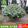 湖南苗木基地大量供應精品茶花球高1.8m冠1.8-2m