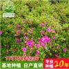夏杜鵑花球 杜鵑花苗 灌木樹苗 綠化盆栽 四季常青