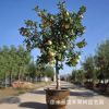 盆栽果樹矮化 陽臺(tái)盆栽果樹 盆栽花盆 觀賞果樹 量大從優(yōu)