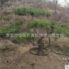山東景松基地供應(yīng)迎客松樹 優(yōu)質(zhì)綠化樹木 泰山迎客松 綠化觀賞樹