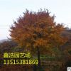 優(yōu)質(zhì)十五公分五角楓 基地現(xiàn)貨 現(xiàn)場考察