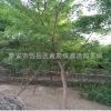 大量出售8公分五角楓樹，基地現(xiàn)貨，園林、綠化、工程樹