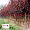 供應(yīng)北方綠化樹 3公分紫葉李 紅葉李 行道樹 防護樹