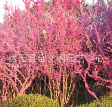 基地直銷(xiāo)優(yōu)質(zhì)紫荊樹(shù)苗 紫荊花紫荊小苗紅花紫荊 滿(mǎn)條紅 庭院綠化