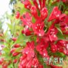批發(fā)紅王子錦帶小苗直銷 地被色塊王子錦帶苗規(guī)格齊全王子錦帶