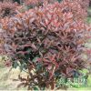供應綠化苗木 紅葉石楠 紅葉石楠球 獨桿紅葉石楠 規(guī)格齊全