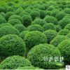 衛(wèi)矛小苗低價批發(fā) 衛(wèi)矛球 膠東衛(wèi)矛四季常青工程綠化苗木規(guī)格齊全