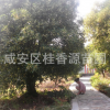 20公分湖北咸寧桂花樹，精品金桂銀桂四季桂丹桂