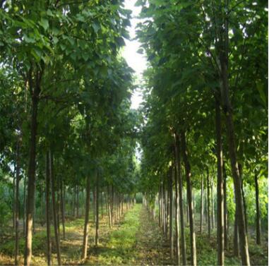 苗圃批發(fā)楸樹樹苗 綠化工程 楸樹樹苗銷售