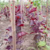 大量供應(yīng)日本紅葉紫荊種子 出芽率高 顆粒飽滿 廠家直銷
