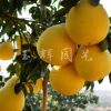基地批發(fā)柚子樹苗 精品琯溪大蜜柚 當(dāng)年結(jié)果柚子苗 庭院盆栽花卉
