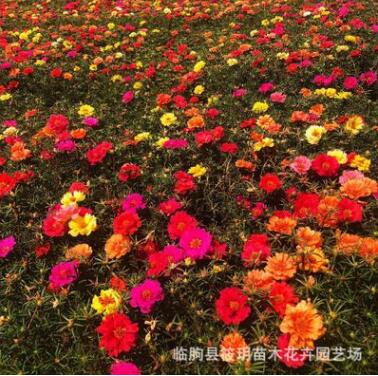 山東青州大量批發(fā)優(yōu)質草花半枝蓮 綠化工程園林用夏季草花