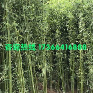批發綠化苗 竹子苗 早園竹子苗 庭院別墅造景早園竹苗 易種植