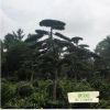 羅漢松 溫江三義園藝場 種植批發 綠化喬木