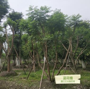藍花楹 胸徑5-40公分 種植批發