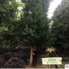 銀杏樹 溫江三義園藝場 種植批發 綠化喬木