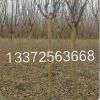 基地直銷各種規(guī)格工程綠化 紅火箭紫薇樹品種齊全大量供應(yīng)