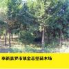 供應(yīng)多規(guī)格紅豆杉杯苗 南方紅豆杉植物 基地批發(fā)植物園林綠化樹