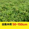 大量現(xiàn)貨優(yōu)質(zhì)木荷樹苗批發(fā) 各種規(guī)格木荷高度50-150園林綠化苗木