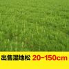 大量現(xiàn)貨濕地松樹苗 批發(fā)大型基地苗木植樹選林專用濕地松特價(jià)