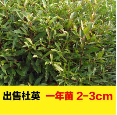 大量現(xiàn)貨尖葉杜英樹苗批發(fā) 0.50---2.50m杜英小苗 綠化景觀苗木