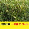 大量現(xiàn)貨尖葉杜英樹苗批發(fā) 0.50---2.50m杜英小苗 綠化景觀苗木