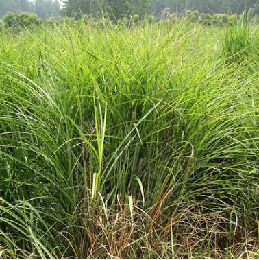基地直銷園林種苗細(xì)葉芒 量大從優(yōu) 細(xì)葉芒 貨源充足