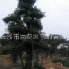 湖南基地直銷 造型杜英古樁 規格齊全