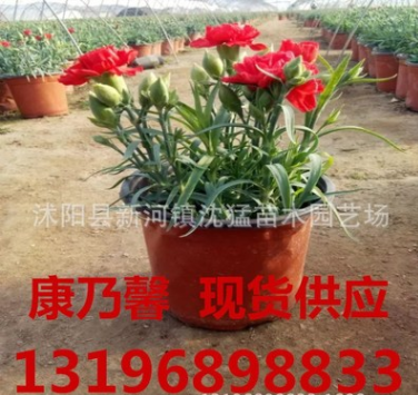 康乃馨盆栽花苗 帶花苞綠植物花卉 四季多年生室內茉莉花 長壽花