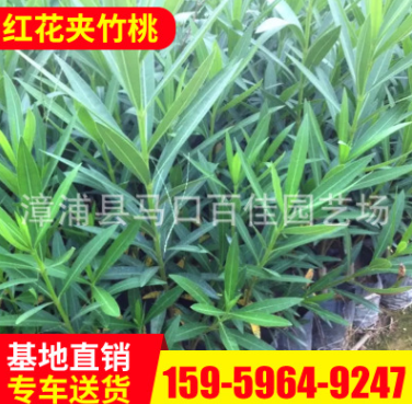 紅花夾竹桃 夾竹桃苗木 綠化工程植物樹苗夾竹桃
