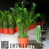 批發(fā)盆栽植物 金錢樹 可水培辦公室花卉 室內(nèi)進化空氣防輻射