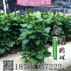 批發(fā)室內(nèi)客廳大型盆栽植物花卉綠植盆景大葉綠蘿 凈化空氣吸甲醛