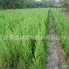 檜柏苗批發(fā)園林高速道路常青植物北京檜柏樹苗 工程綠化苗木