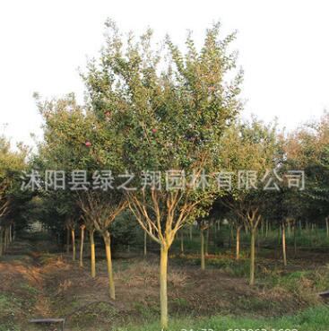 紅花紫薇樹苗批發工程綠化苗木百日紅紫薇苗