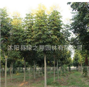 欒樹樹苗批發園林工程綠化苗木防護樹黃山欒樹