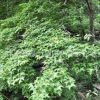 楓香樹苗批發(fā)道路風(fēng)景樹 園林工程綠化苗木北美楓香苗樹形優(yōu)美