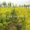 中華金葉榆樹苗批發(fā)工程綠化苗木道路風(fēng)景樹嫁接金葉榆苗