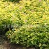 金山繡線菊苗批發(fā)公園綠化彩葉苗木 庭院綠籬可盆栽金山繡線菊