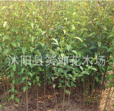 批發優質大葉女貞苗 綠化樹苗 行道景觀樹苗