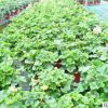 四季開花 重瓣 天竺葵花苗 室內(nèi)桌面盆栽 陽臺花卉植物 園林苗木