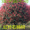 紅葉石楠火焰紅，行道樹，林陰庭院佳品，顏色鮮艷，產地直綃