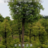 街道綠化驅(qū)蚊美觀凈化空氣遮陽光香樟樹香樟苗大葉樟庭院綠植