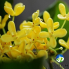 批發(fā)優(yōu)質(zhì)桂花樹苗 苗木基地直銷 綠化工程苗 成活高 量大批發(fā)