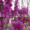 紫荊花樹苗批發50-100cm，紫薇小苗包郵綠化苗木滿條紅