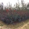專業種植紫葉李 2-8公分紅葉李 產地直銷 樹苗生長旺盛