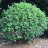 苗農種植戶直銷海棠球 歡迎實地看苗 采用專業起苗裝車專車送貨