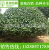 基地直銷批發茶花苗木盆景 市政園林工程綠化茶花苗 綠植山茶花樹